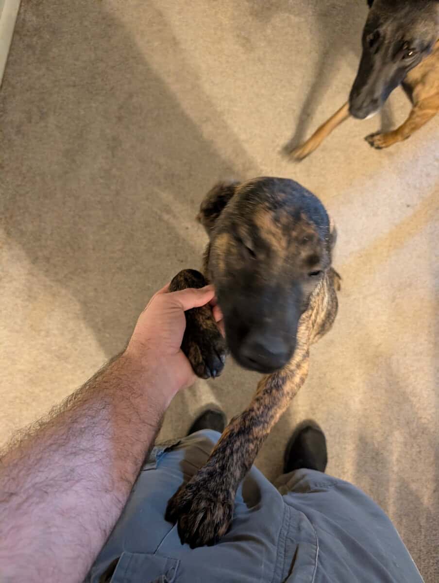 Belgian Malinois xLabrador puppies image 3