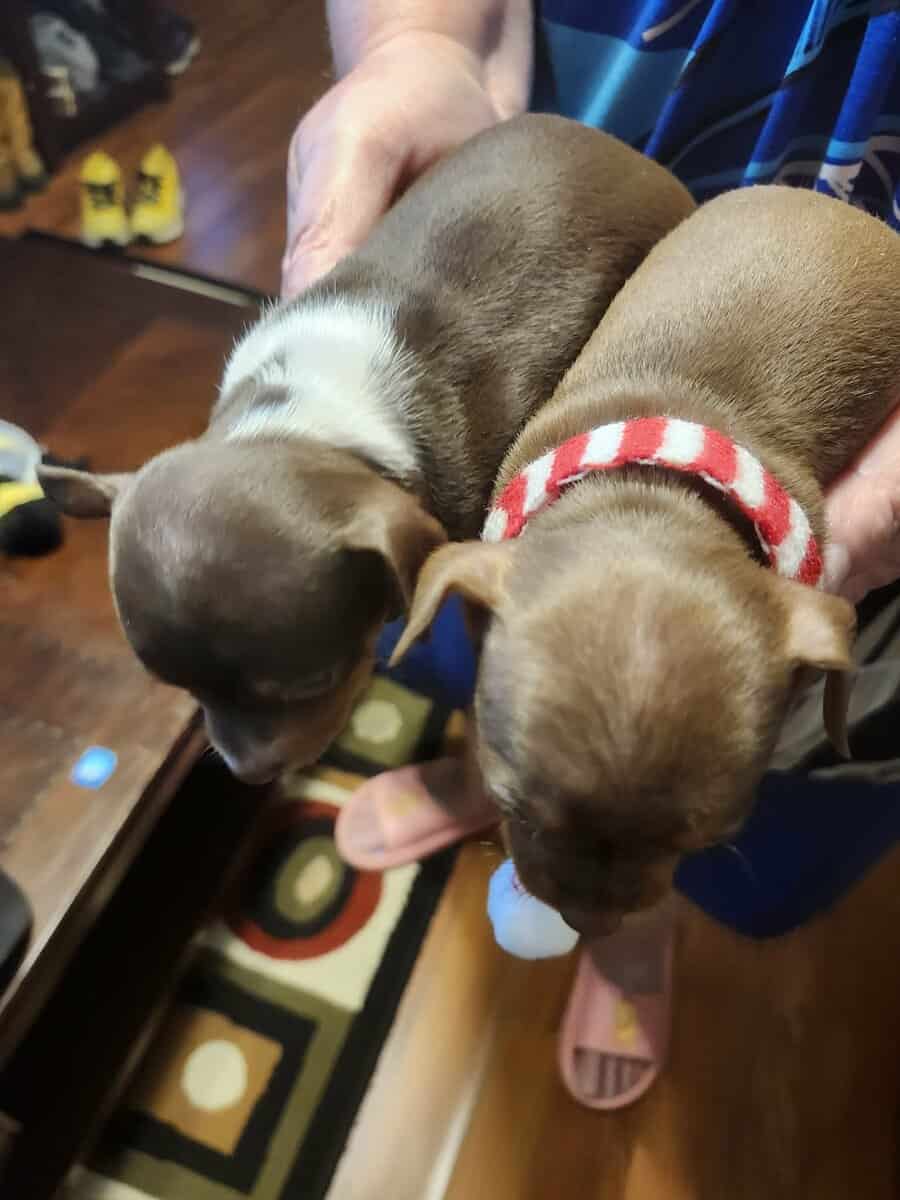 Chihuahua puppies for sale image 3