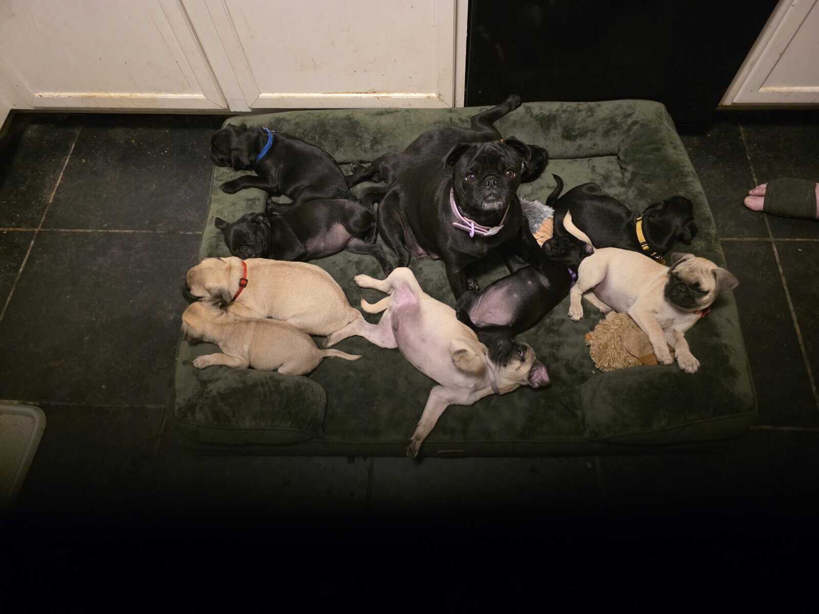 Pug puppies for sale image 6