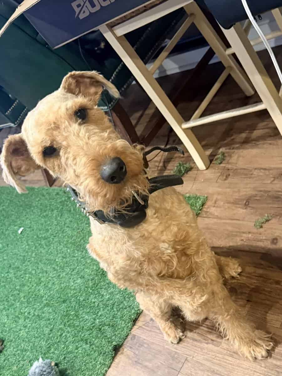 Airedale terrier image 3