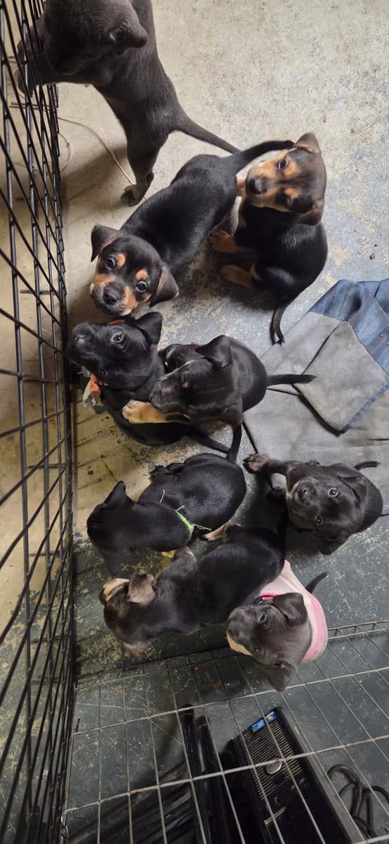 Chocolate Lab/Brindle Plott Hound mix puppies image 4