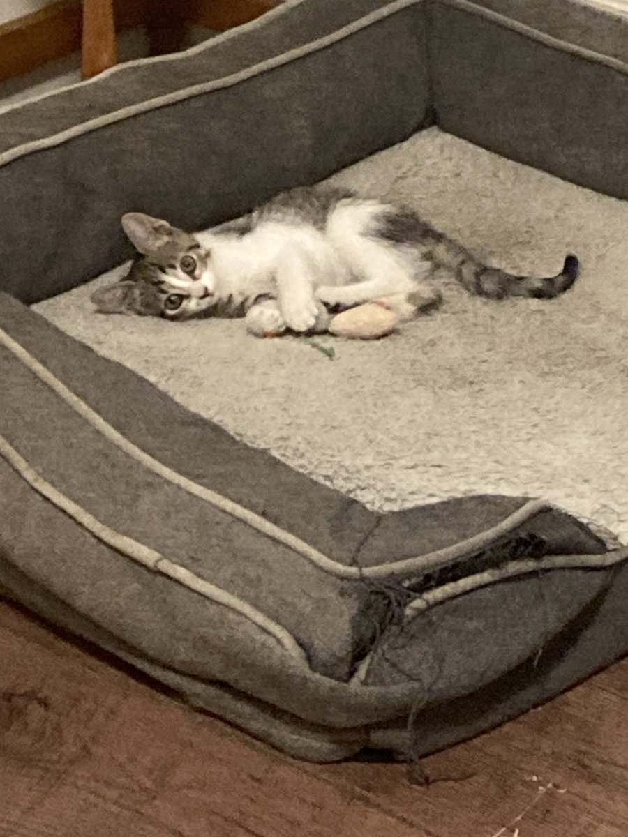 Kitten needs a good home image 3