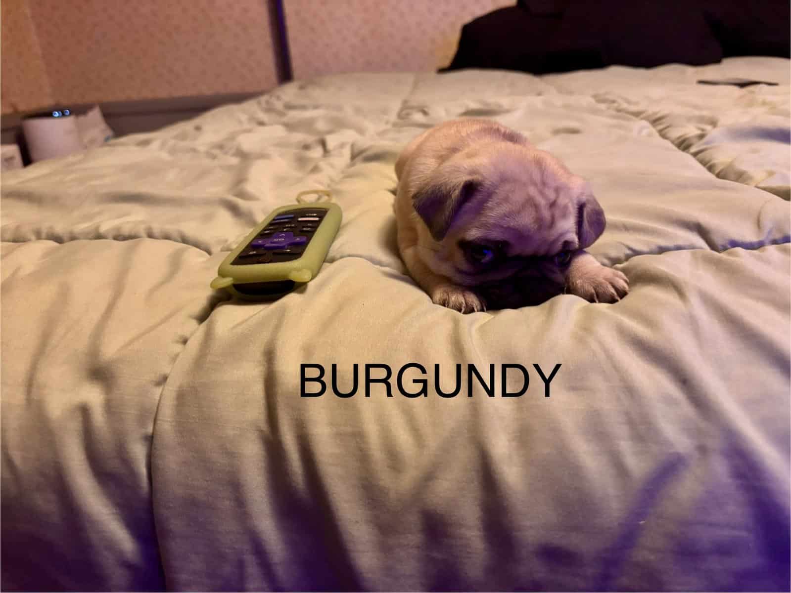 PUG PUPPIES!! image 11