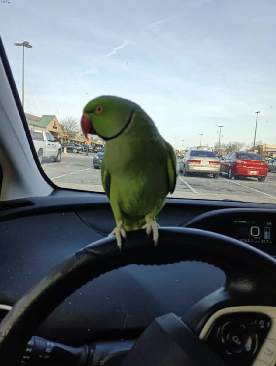 Fully tame Indian ringneck image 1