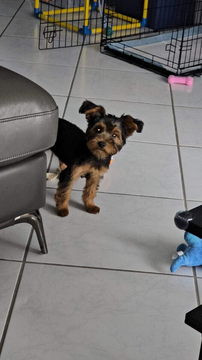 Beautiful 6 month old Yorkipoo image 1
