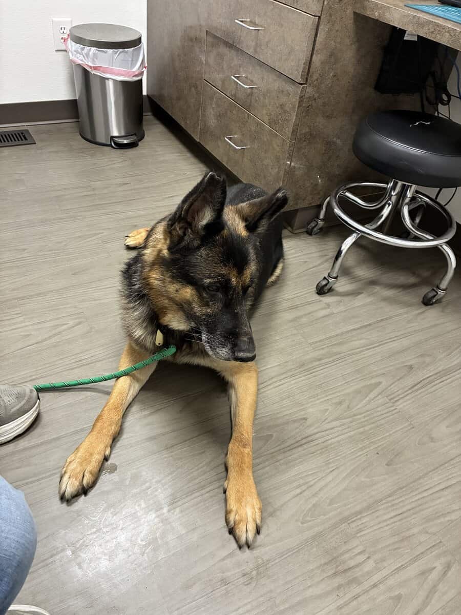 Male German Shepherd GSD looking for a new home image 4
