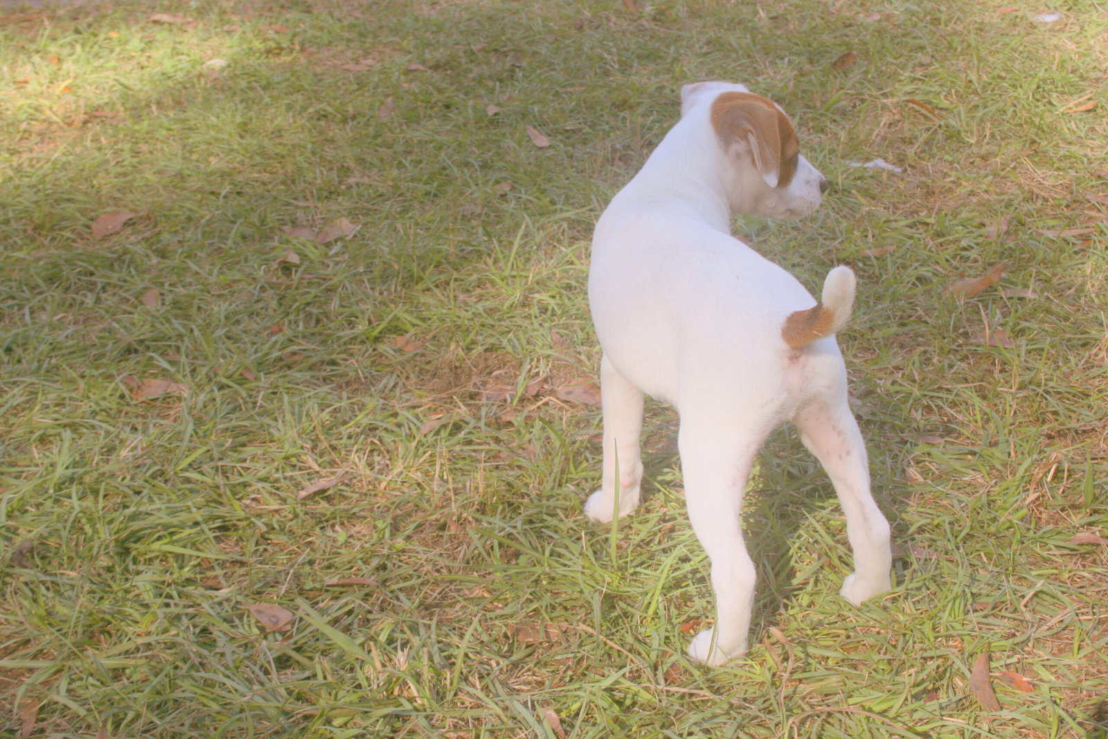 Jack Russell Terrier Puppies for sale image 2
