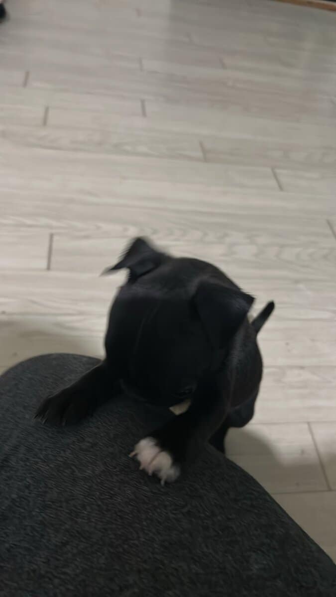 Bugg Puppies image 17