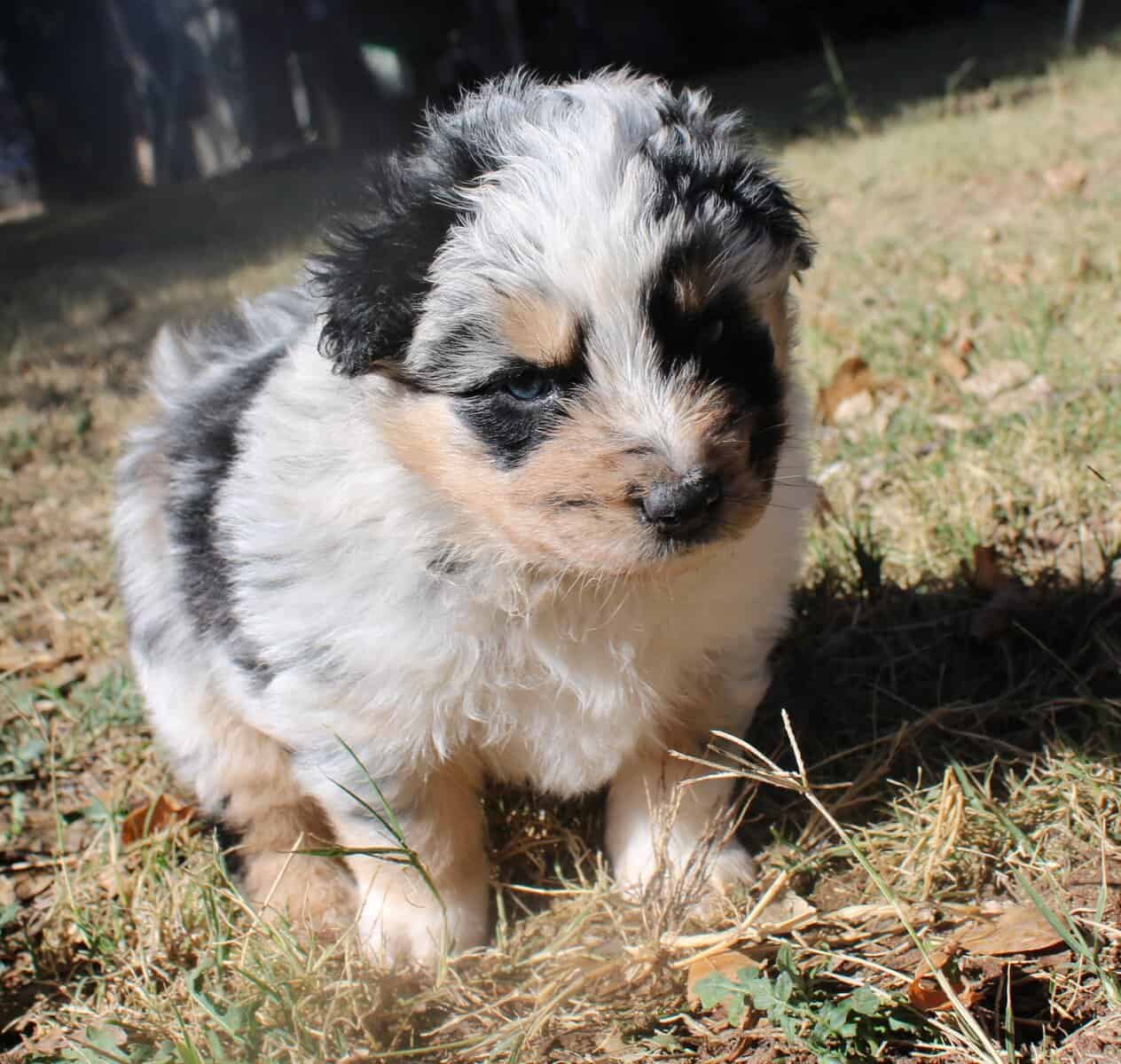 Australian Shepherd pups image 1
