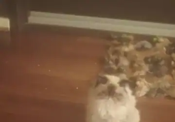 Seal point cream and brown Persian