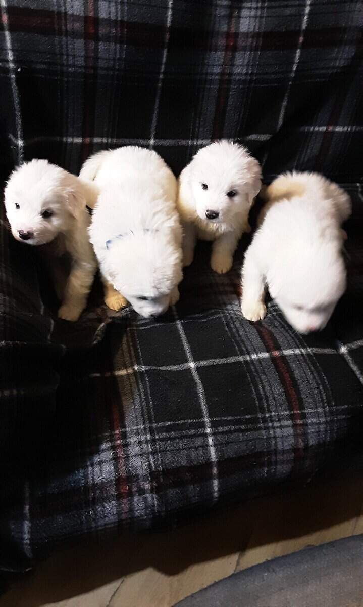 Great Pyrenees image 6