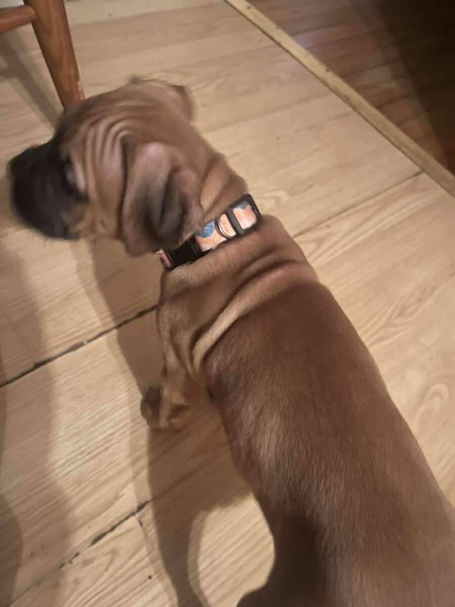 Boxer puppies image 14