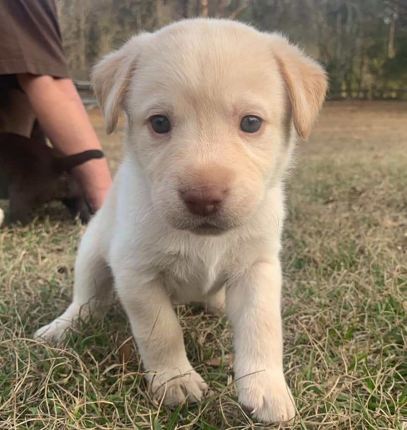 Labrador Retriever Puppies image 5