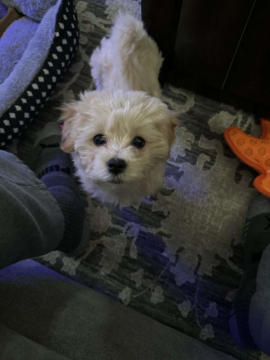 Maltipoo image 2