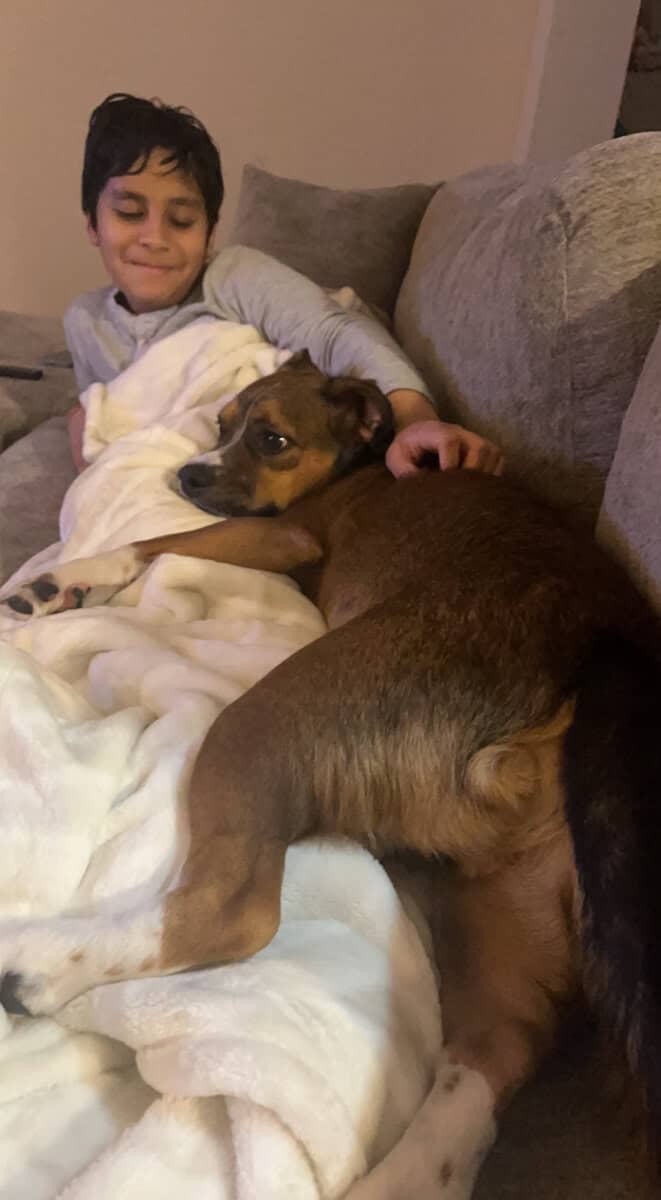 Sweet, Loving Corgi/Boxer Mix Looking For New Home image 3