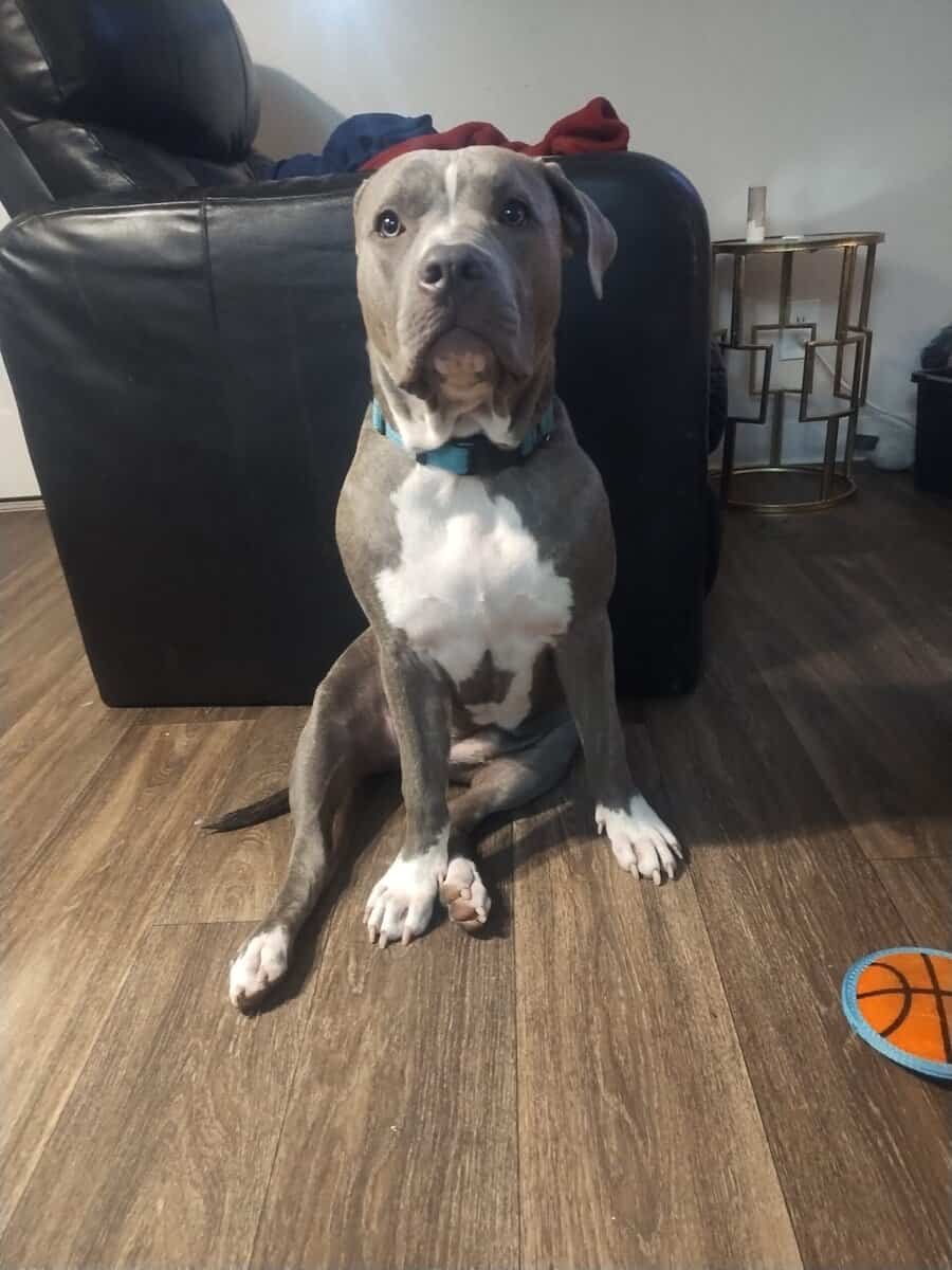 Blue Ghotti pitbull free image 3