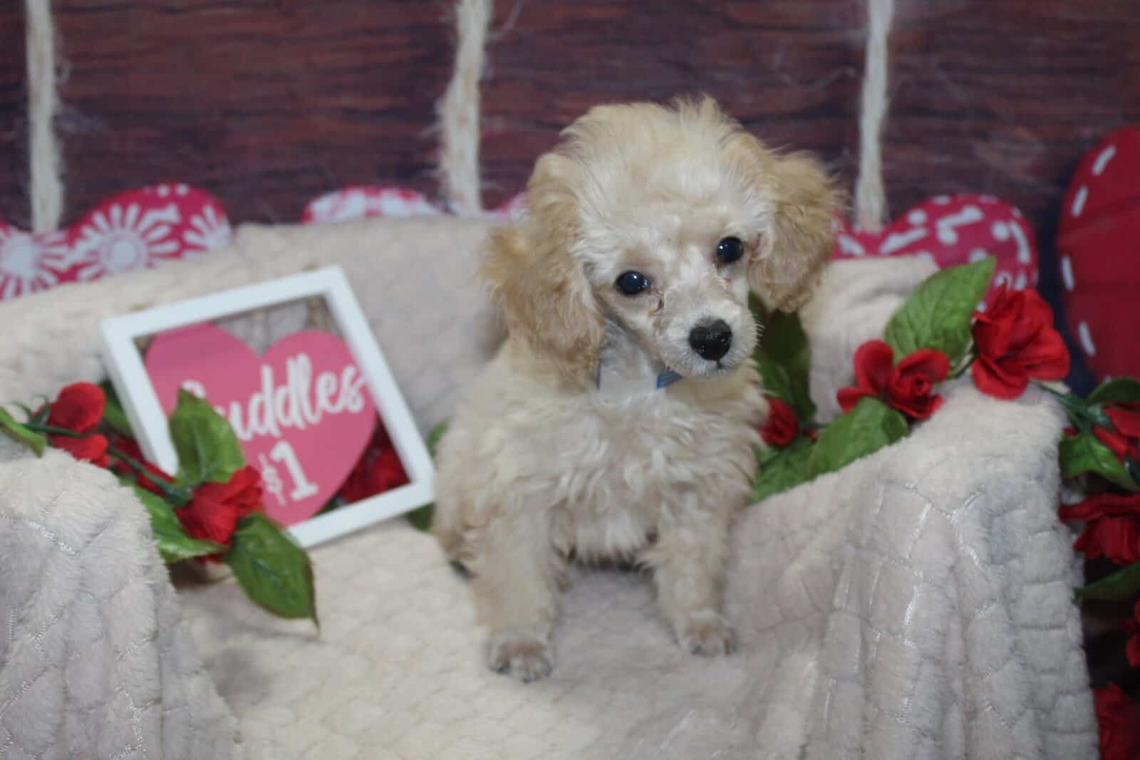 Toy Poodles image 1