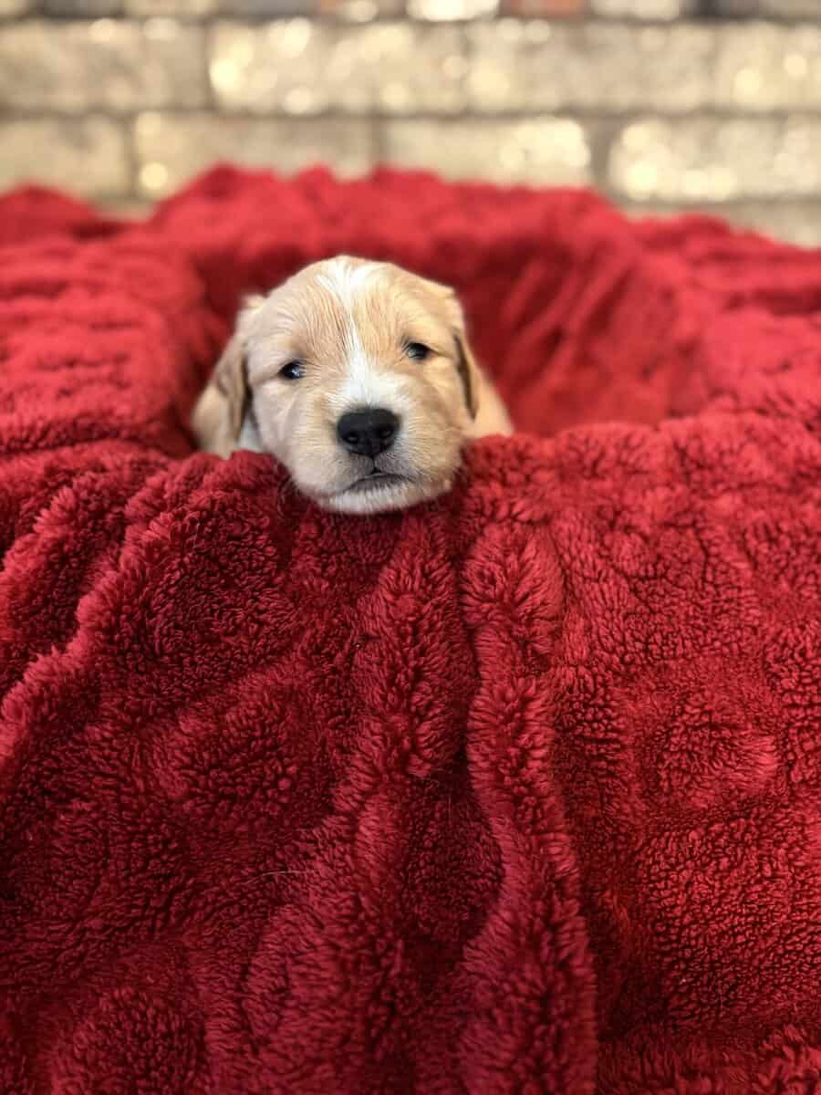 Golden Puppies Need Homes!! image 11