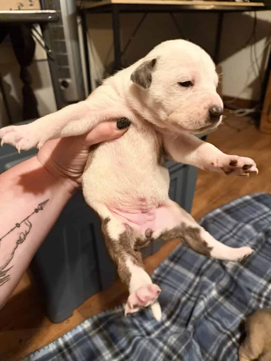 Female Puppies image 2