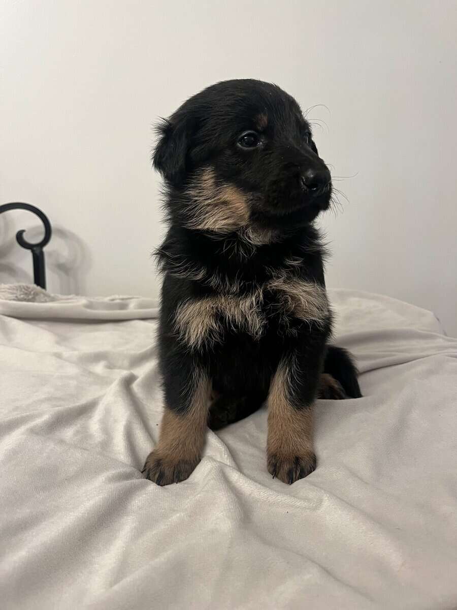 Shepadoodle (Vinny) image 1