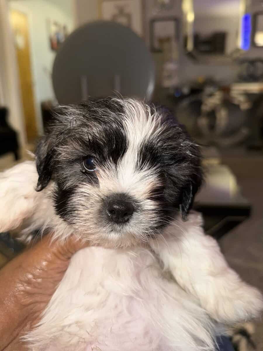 Adorable Teddy Bear Puppies image 11