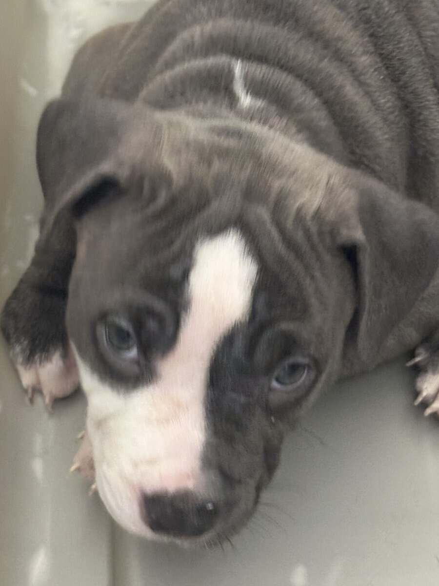 I have 3 XL American Bullies looking for a home image 2