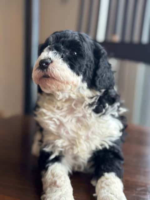 F1B Mini Sheedpadoodle Puppies for sale image 1