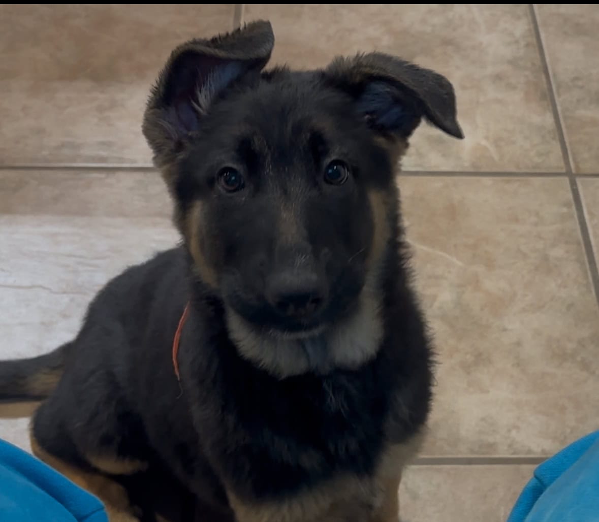 12 Week old AKC Reg German Shepherd Puppies image 5