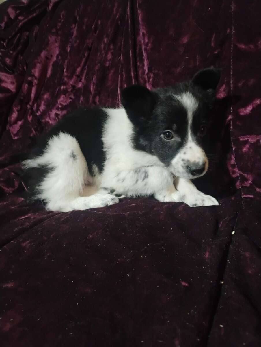 Border collie blue heelers image 2