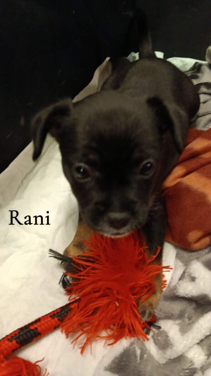 French Bullhuahua Puppies for sale image 2