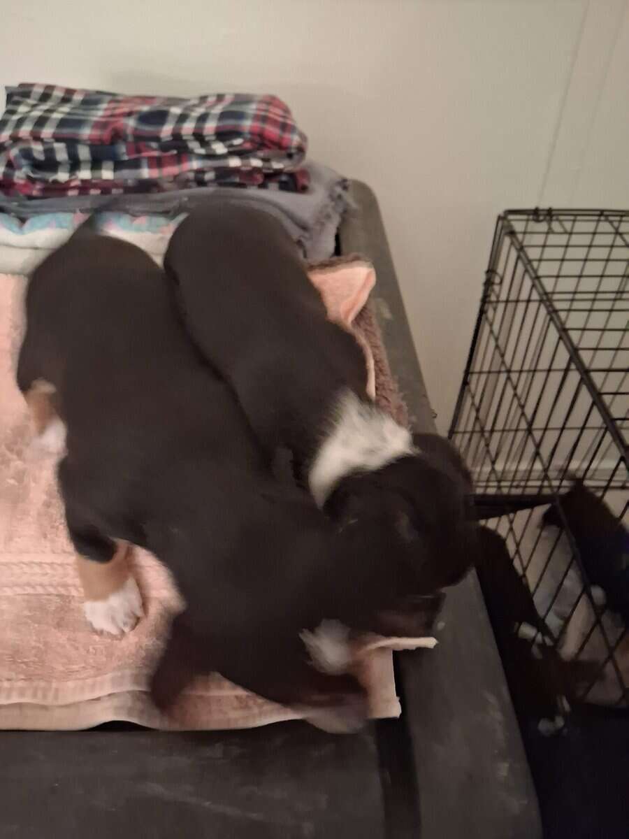 Small breed puppies image 4