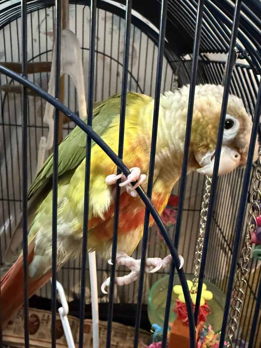 Pineapple Green Cheek Conure image 3