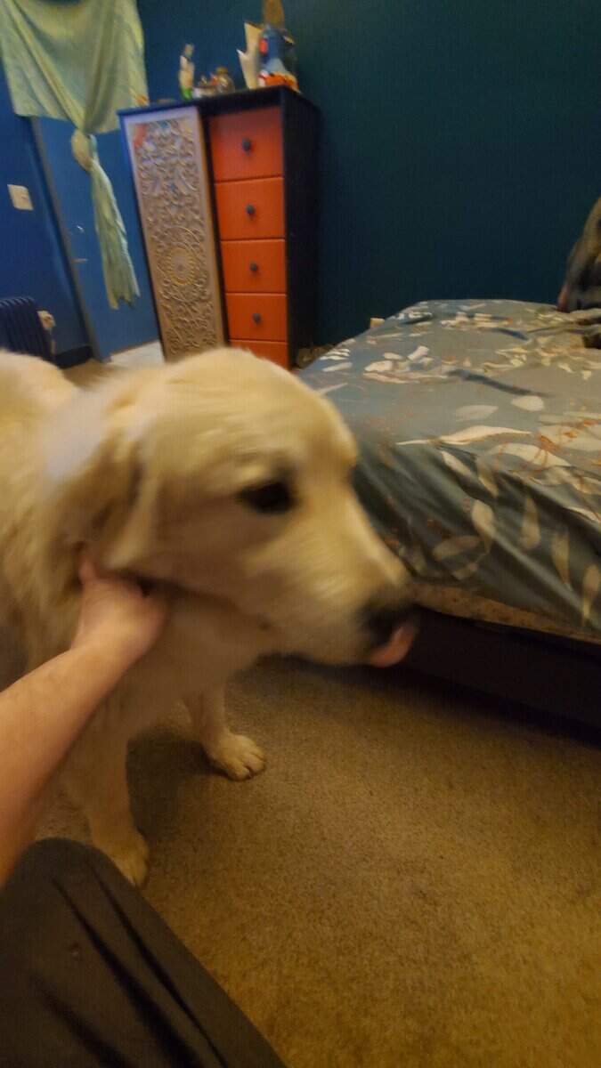 1 yr old female pyrenees needs rehomed image 2