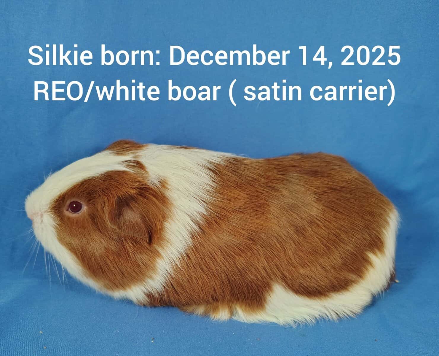 Guineapigs image 2