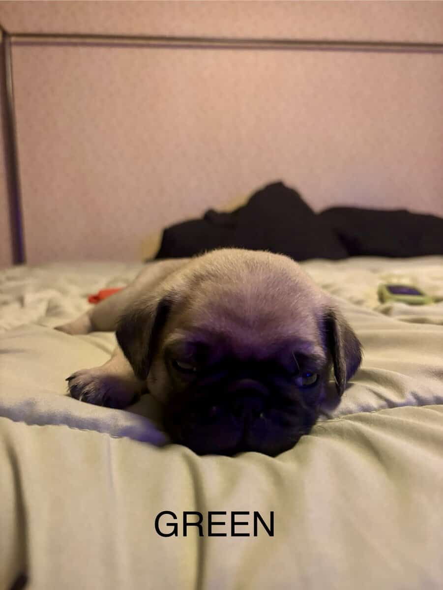 PUG PUPPIES!! image 2