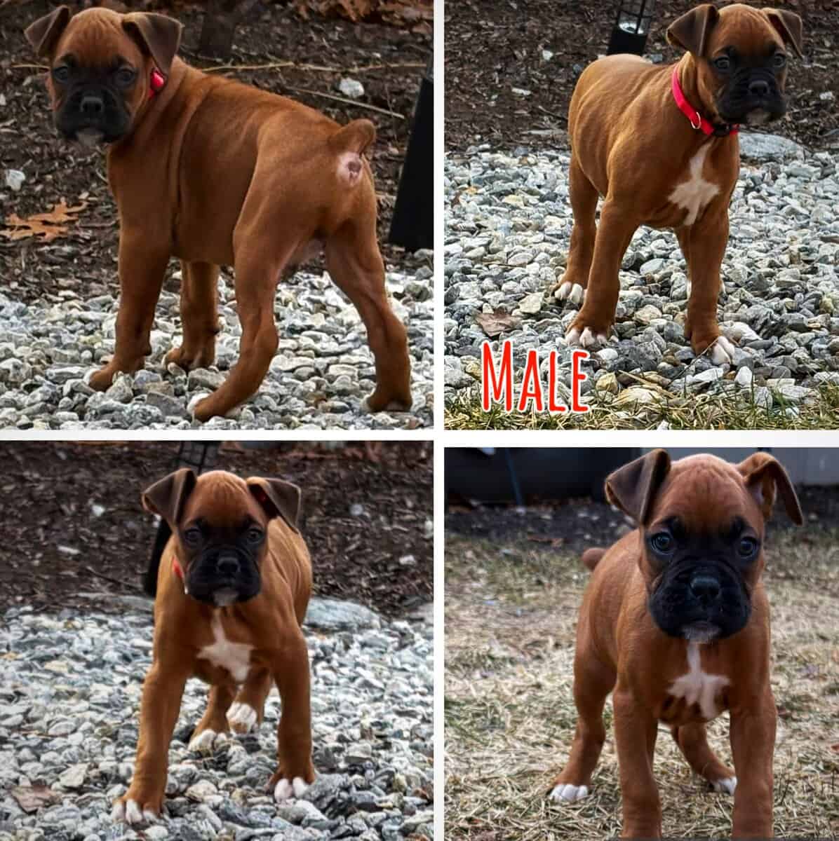 Boxer puppies image 5