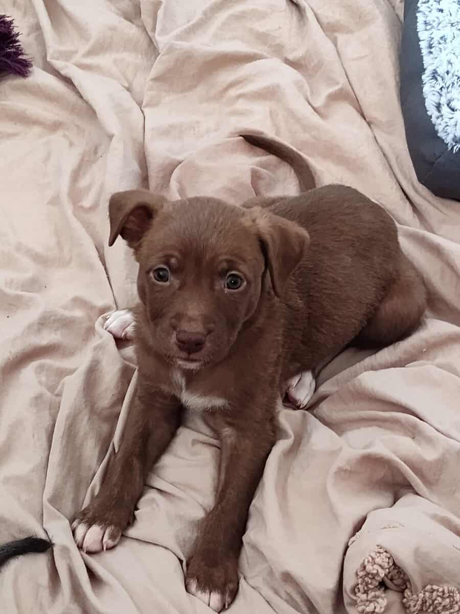 Pitmix puppies,beautiful, weaned and ready to go image 5