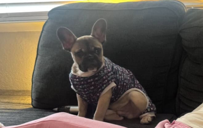 French Bull dog image 1