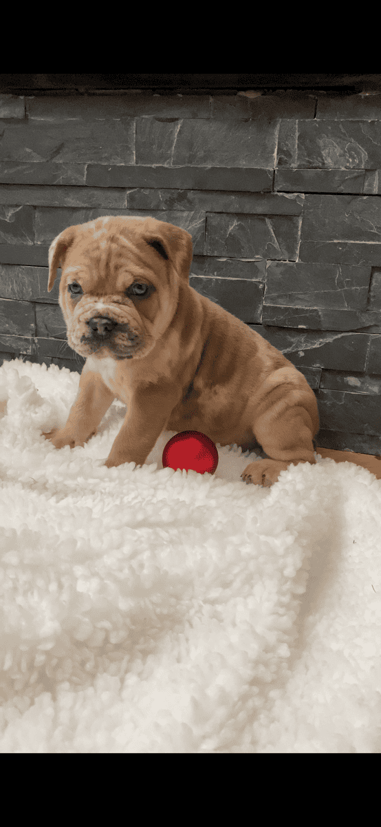 Merle mastiff cane corso puppys image 4