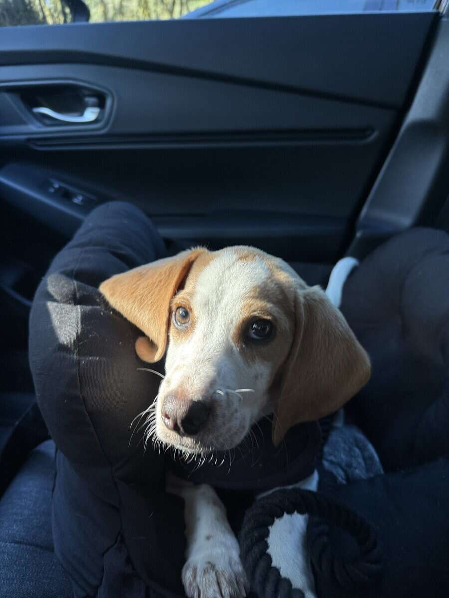 Beautiful Gold & White Beagle image 3