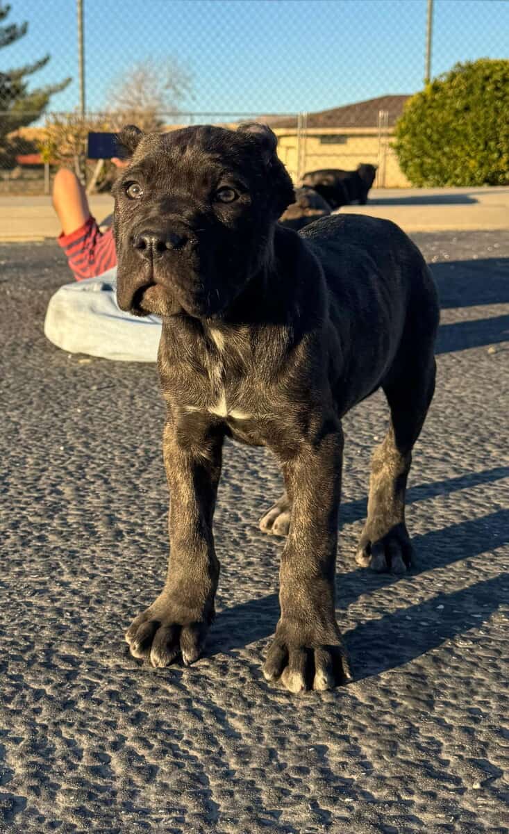 Cane Corso Pups image 5