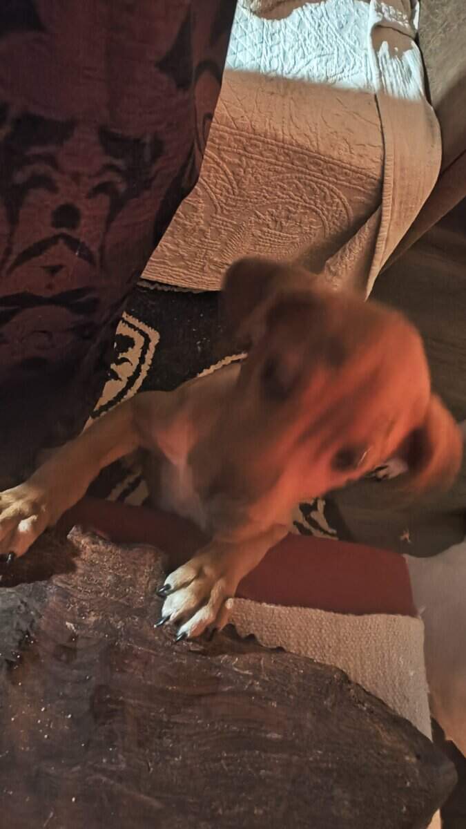 Redbone Coonhound female pup needs safe and loving image 2