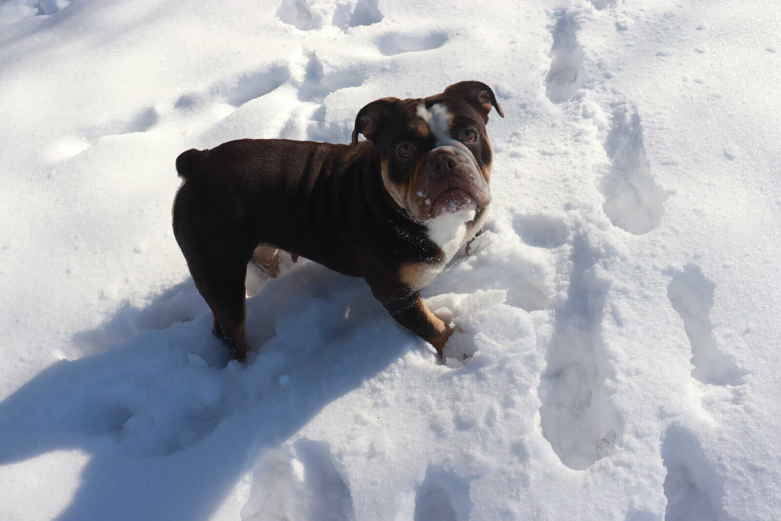 Victorian Bulldog For Sale image 1