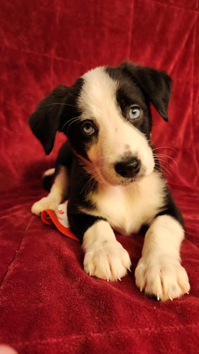 Aussie/ Collie image 1