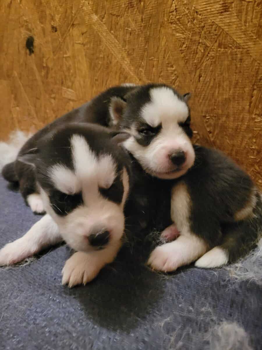 Siberian-husky puppies image 1