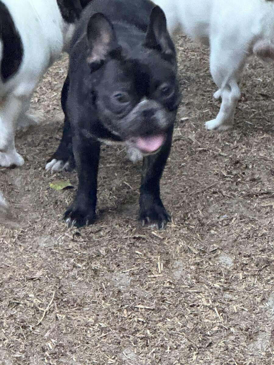 young male Black small French bull Dog image 5