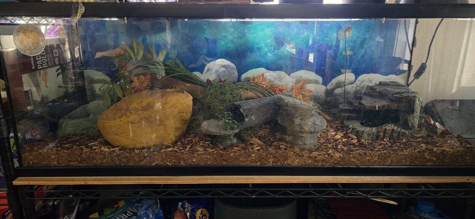 Ball Python needs good home image 9