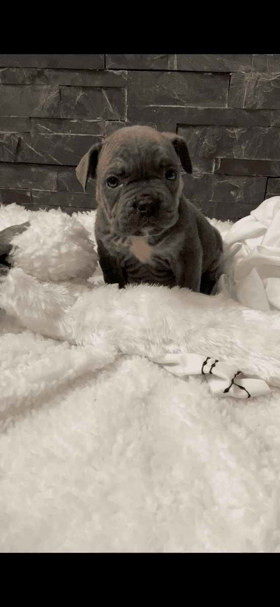 Merle mastiff puppies Chicago Illinois image 6