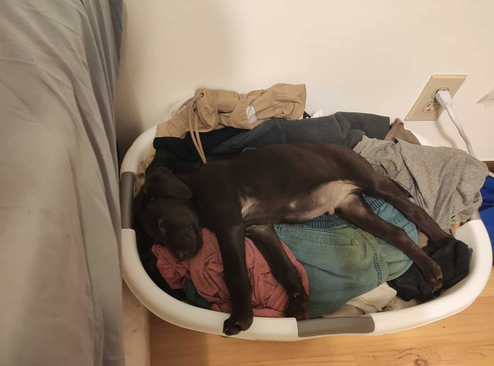 Lab mix Germán shorthaired pointer image 9