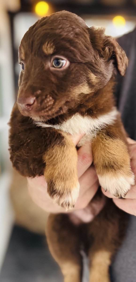 Australian shepherd puppies image 2